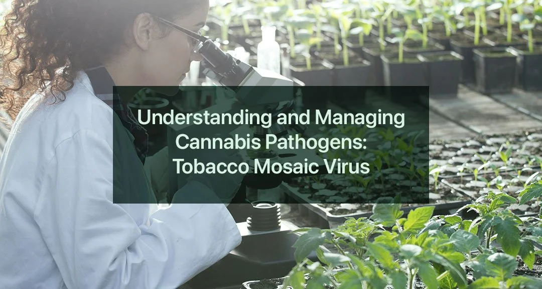 Understanding and Managing Cannabis Pathogens: Tobacco Mosaic Virus